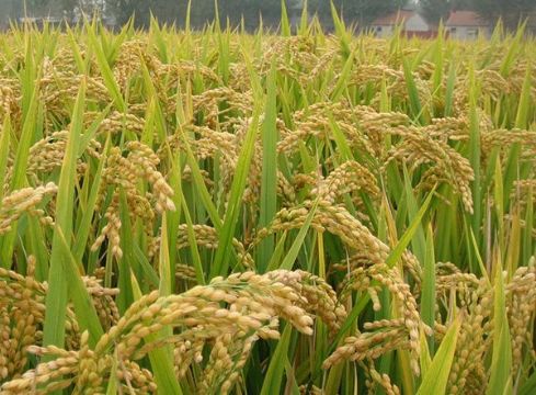 點(diǎn)擊查看詳細(xì)信息<br>標(biāo)題：   閱讀次數(shù)：2942